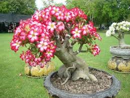 Floração Explosiva